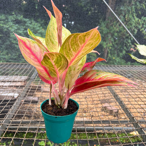Aglaonema Diamond Star