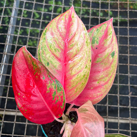 Aglaonema Diamond Star
