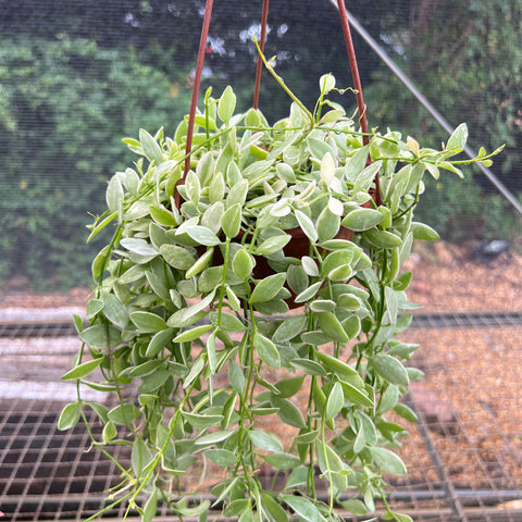 Dischidia oiantha variegata | Entre Raízes Botânica - Detalhe 2