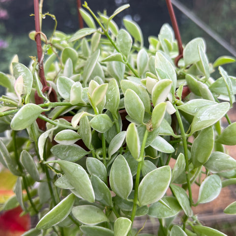 Dischidia oiantha variegata | Entre Raízes Botânica - Detalhe 3