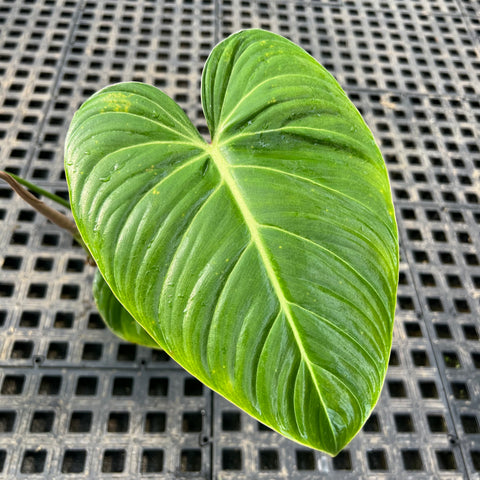 Philodendron 'Glorious’ | Entre Raízes Botânica
