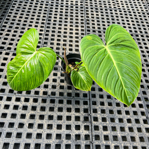 Philodendron 'Glorious’ | Entre Raízes Botânica - Detalhe 2