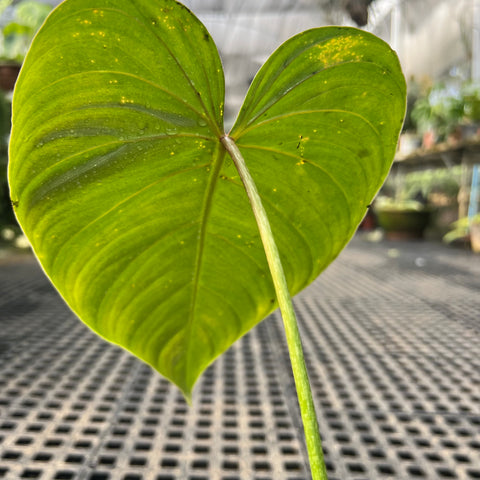 Philodendron 'Glorious’ | Entre Raízes Botânica - Detalhe 3