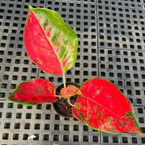 Aglaonema Suksom - planta rara e saudável