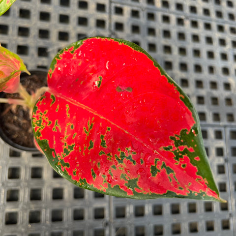 Aglaonema Suksom - planta rara e saudável