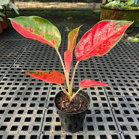 Aglaonema Suksom - planta rara e saudável