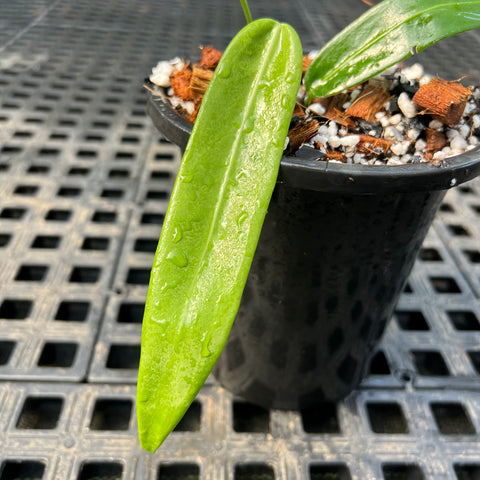 Anthurium pallidiflorum | Entre Raízes Botânica
