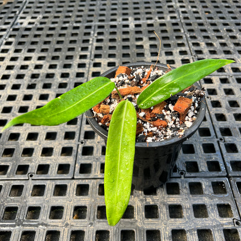 Anthurium pallidiflorum | Entre Raízes Botânica - Detalhe 2