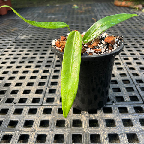 Anthurium pallidiflorum | Entre Raízes Botânica - Detalhe 3
