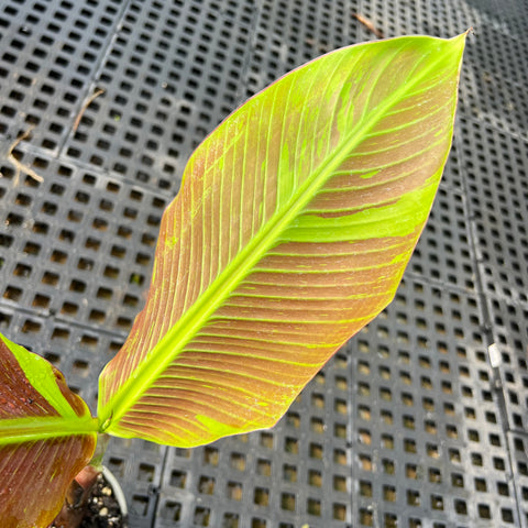 Musa siam ruby | Entre Raízes Botânica - Detalhe 2