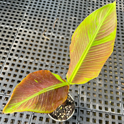 Musa siam ruby | Entre Raízes Botânica