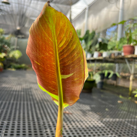 Musa siam ruby | Entre Raízes Botânica - Detalhe 3