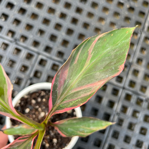 Musa Nono Pink 'variegata'