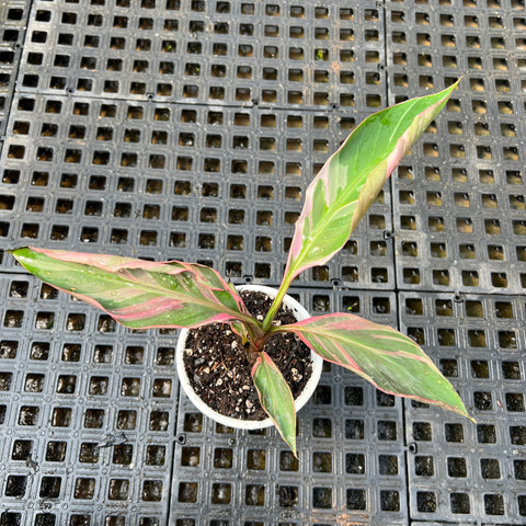 Musa Nono Pink 'variegata'