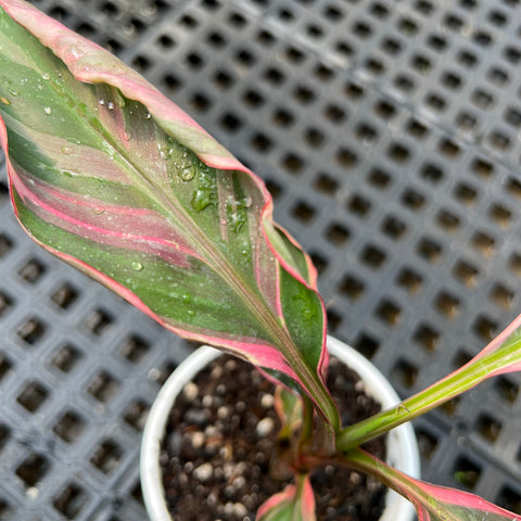 Musa Nono Pink 'variegata'