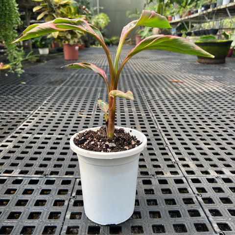 Musa Nono Pink 'variegata'