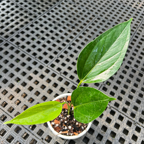 Anthurium Amnicola – Entre Raízes Botânica