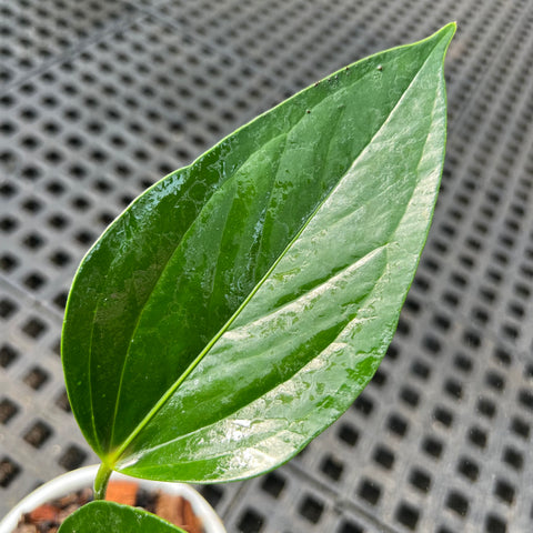 Anthurium Amnicola – Entre Raízes Botânica