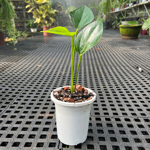 anthurium amnicola Anthurium Amnicola – Entre Raízes Botânica