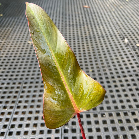 Philodendron ? | Entre Raízes Botânica
