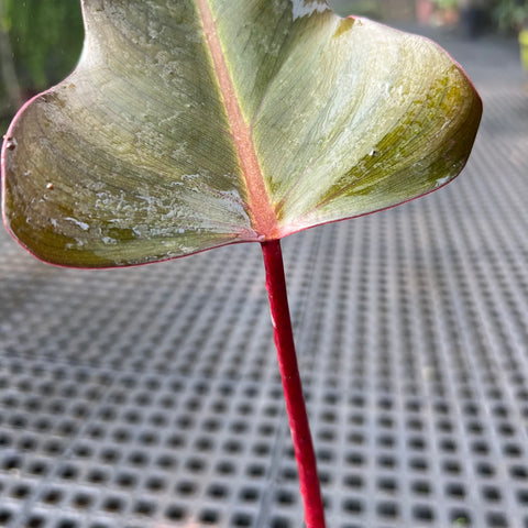 Philodendron ? | Entre Raízes Botânica - Detalhe 2