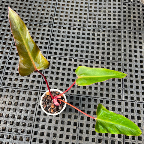 Philodendron ? | Entre Raízes Botânica - Detalhe 3