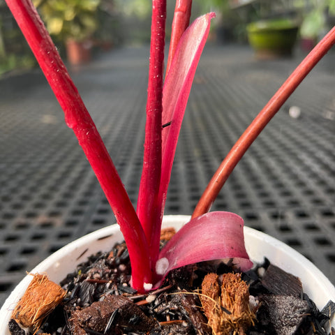 Philodendron ? | Entre Raízes Botânica - Detalhe 4
