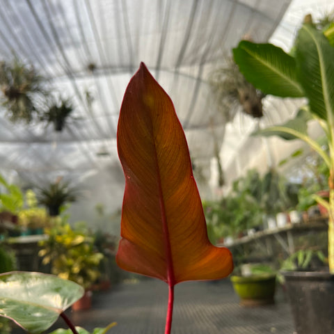 Philodendron ? | Entre Raízes Botânica - Detalhe 5