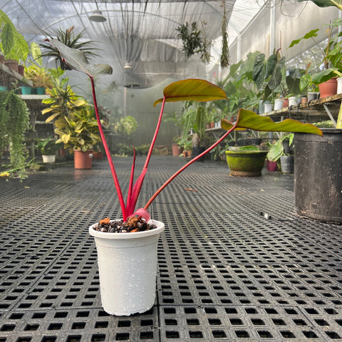 Philodendron ? | Entre Raízes Botânica - Detalhe 6