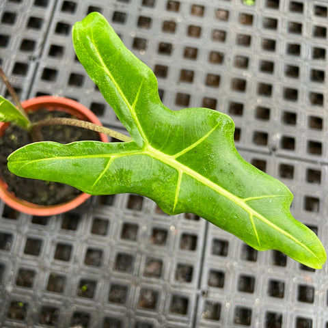 Alocasia sarian | Entre Raízes Botânica