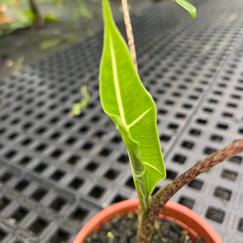 Alocasia sarian | Entre Raízes Botânica - Detalhe 2