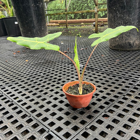 Alocasia sarian | Entre Raízes Botânica - Detalhe 3