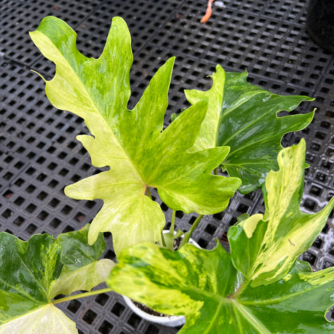 Guaimbé variegata | Entre Raízes Botânica