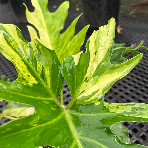 Guaimbé variegata | Entre Raízes Botânica - Detalhe 2