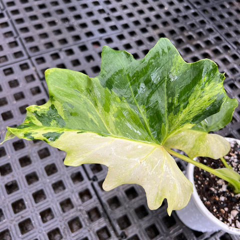 Guaimbé variegata | Entre Raízes Botânica - Detalhe 3