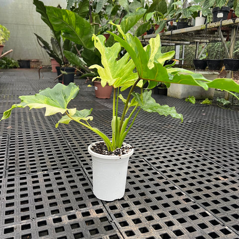Guaimbé variegata | Entre Raízes Botânica - Detalhe 4