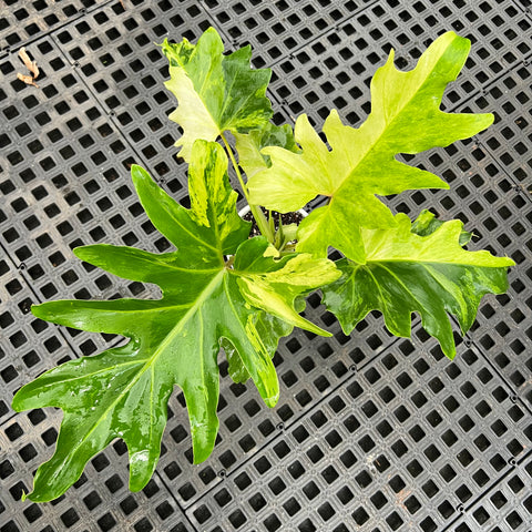 Guaimbé variegata | Entre Raízes Botânica - Detalhe 5