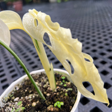Monstera adansonii variegata