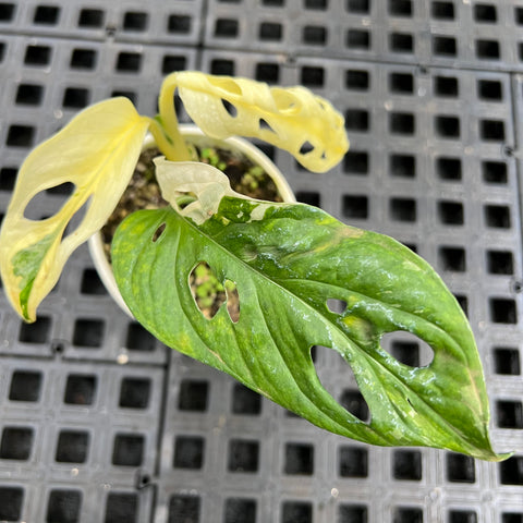 Monstera adansonii variegata