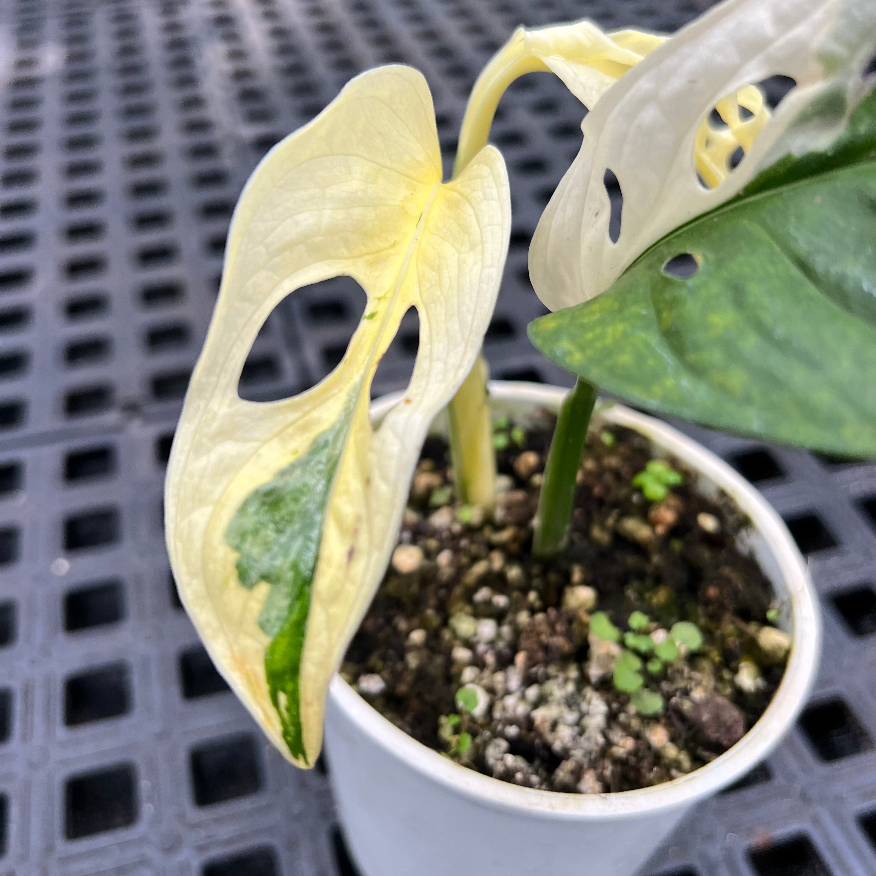 Monstera adansonii variegata: Compre Plantas Raras | Entre Raízes