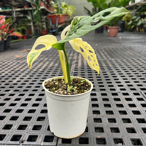 Monstera adansonii variegata