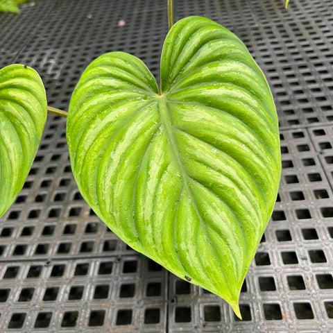 Philodendron plowmanii “Dark Form” | Entre Raízes Botânica - Detalhe 2