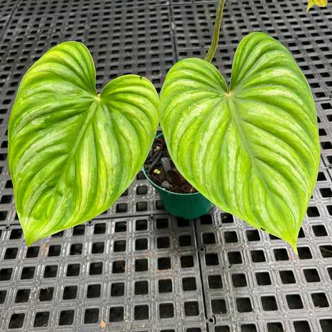 Philodendron plowmanii “Dark Form” | Entre Raízes Botânica