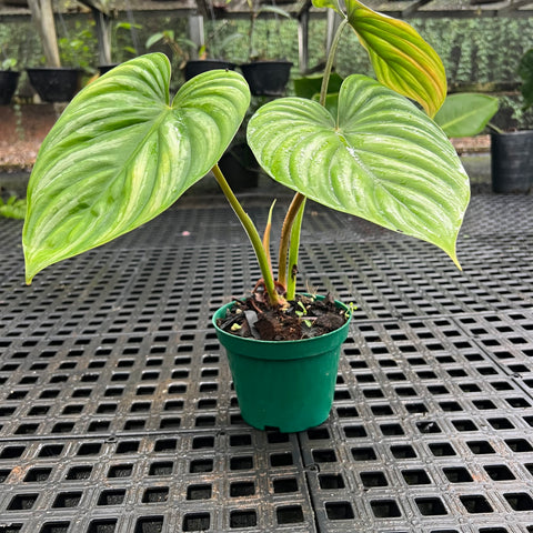Philodendron plowmanii “Dark Form” | Entre Raízes Botânica - Detalhe 3