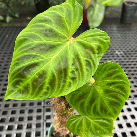 Philodendron verrucosum | Entre Raízes Botânica