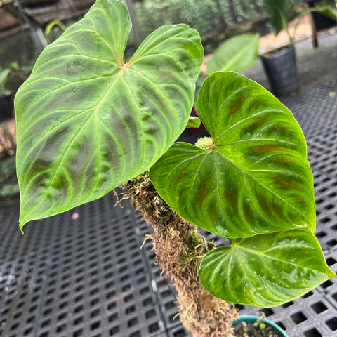 Philodendron verrucosum | Entre Raízes Botânica - Detalhe 2