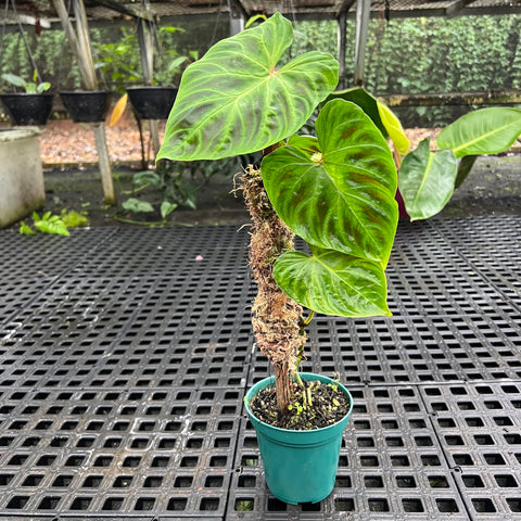 Philodendron verrucosum | Entre Raízes Botânica - Detalhe 3