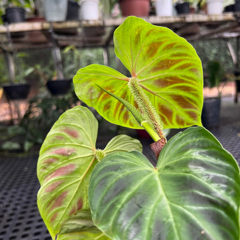 Philodendron verrucosum | Entre Raízes Botânica - Detalhe 4