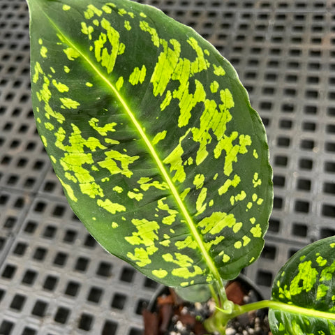 Dieffenbachia  Reflector | Entre Raízes Botânica