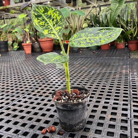 Dieffenbachia  Reflector | Entre Raízes Botânica - Detalhe 2
